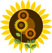 beautiful yellow Sunflower