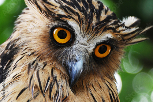 Photo: owl face closeup owl face closeup