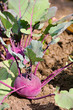 Kohlrabi - turnip cabbage 03