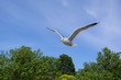 Seagull