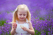 lavender field