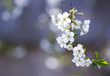 Blossom in spring