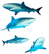 Sharks (Reef Sharks) on white background