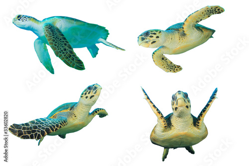Foto: Sea Turtles. Green Turtle (top left) and Hawksbill Turtles Sea Turtles. Green Turtle (top left) and Hawksbill Turtles