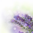 Fresh lavender
