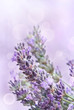 Lavender background