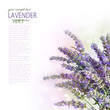 Fresh lavender