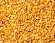 corn maize texture food