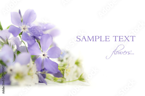 Photo: Spring flowers Spring flowers