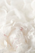 White peony flower
