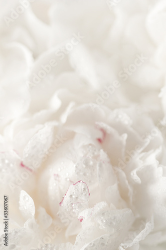 Photo: White peony flower White peony flower