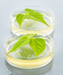 GM plants in petri dishes