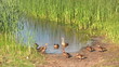 Video: Morning on the lake, the duck family Morning on the lake, the duck family