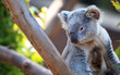 Photo: Koala portrait Koala portrait