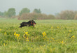 setter gordon setter gordon