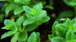Moving over mint herbs
