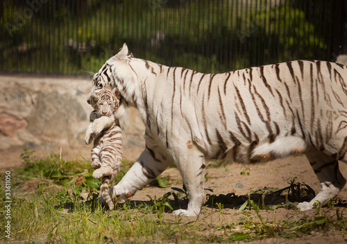 Photo: tiger tiger