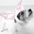 HaseHund Pt2 HaseHund Pt2