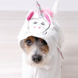 PonyHund PonyHund