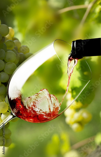Foto: bicchiere di vino rosso e vigneto bicchiere di vino rosso e vigneto