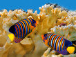 Regal angelfish (pygoplites diacanthus)
