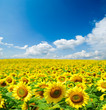 sunflower field
