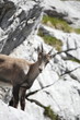 Alpensteinbock im Karwendelgebirge