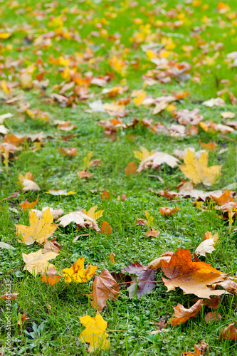 Photo: Autumn leaf in a green grass Autumn leaf in a green grass