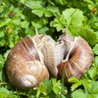 Zwei Schnecken im Garten