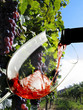 bicchiere di vino rosso e vigneto