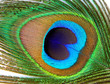 Closeup of Peacock Feather