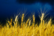 golden field. rain before