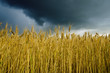field with barley under dramatic sky