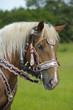 Pferd Kaltblut