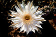 Queen of the Night at Sunrise (overhead view)
