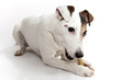 Jack Russell Terrier et son os