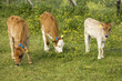 Foto: Young cow calf in the meadow, Turkey Young cow calf in the meadow, Turkey