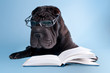 Black shar-pei with glasses reading a book