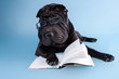 Sharpei with glasses reding a book, isolated on blue background