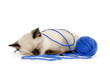 Cute kitten with blue yarn