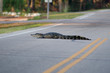 Large american alligator in the road