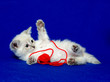Cute kitten and yarn