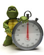 Tortoise with a traditional chrome stop watch Tortoise with a traditional chrome stop watch
