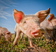 Cute pig on a pigfarm Cute pig on a pigfarm