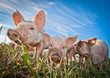Three small pigs standing on a pigfarm