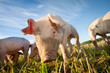 One shy little pig on a field One shy little pig on a field