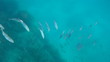 Fish Swimming Underwater Fish Swimming Underwater