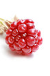 mûre