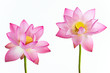 Twain pink water lily flower (lotus) and white background. Twain pink water lily flower (lotus) and white background.