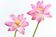 Twain pink water lily flower (lotus) and white background. Twain pink water lily flower (lotus) and white background.
